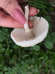 Chlorophyllum hortense