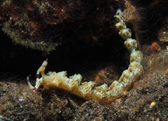 Pteraeolidia semperi