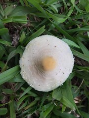 Chlorophyllum hortense