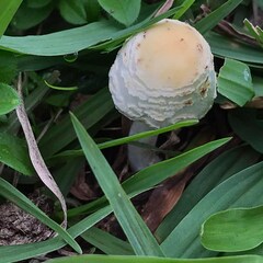 Chlorophyllum hortense