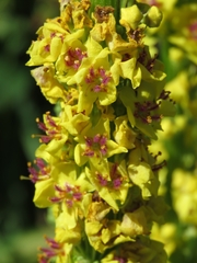 Verbascum nigrum