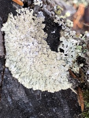 Parmeliopsis ambigua