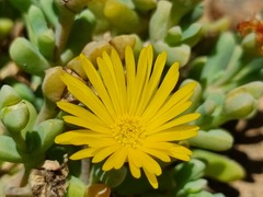 Malephora crassa