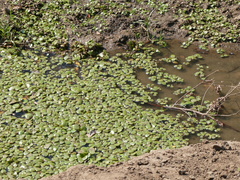 Limnobium laevigatum