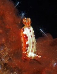 Hypselodoris decorata