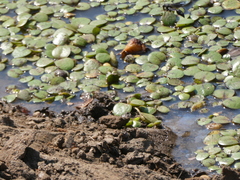 Limnobium laevigatum