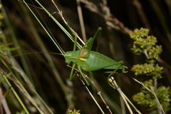 Isophya pyrenaea