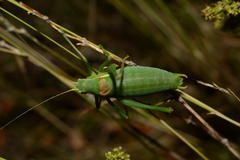 Isophya pyrenaea