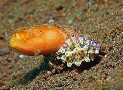 Dendrodoris krusensternii