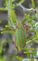 Isophya pyrenaea