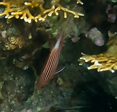 Sargocentron diadema