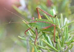Isophya pyrenaea