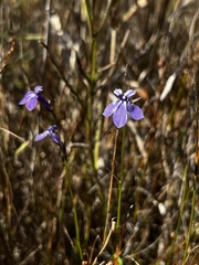 Lobelia batsonii