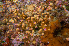 Corynactis australis