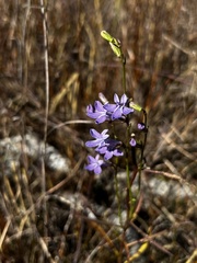 Lobelia batsonii