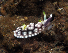 Goniobranchus geometricus