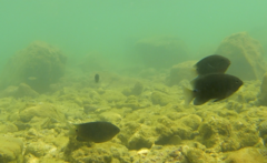 Dascyllus trimaculatus