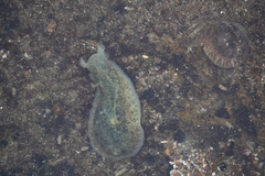 Dolabrifera nicaraguana