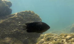 Dascyllus trimaculatus