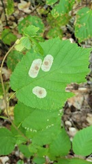 Cameraria corylisella
