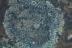Hexanauplia