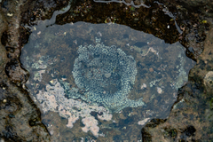 Hexanauplia