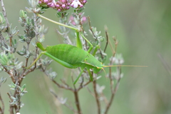 Isophya pyrenaea