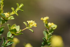 Pimelea flava flava