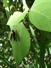 Chrysopilus thoracicus