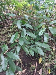 Melicytus ramiflorus