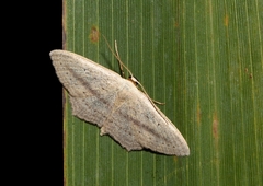 Scopula emutaria