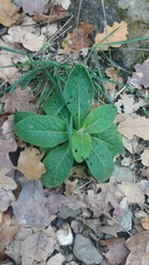 Pentanema squarrosum