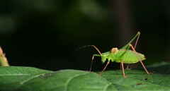 Leptophyes laticauda
