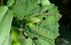 Leptophyes laticauda