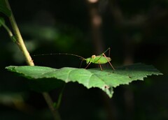 Leptophyes laticauda