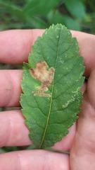 Agromyza valdorensis