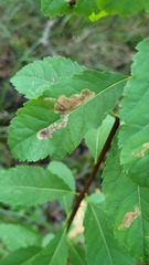 Agromyza valdorensis