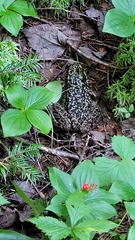 Lithobates septentrionalis