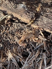 Serradigitus gertschi