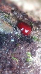 Actinia mediterranea