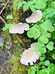 Pleurotus pulmonarius