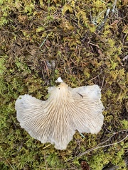 Pleurotus pulmonarius