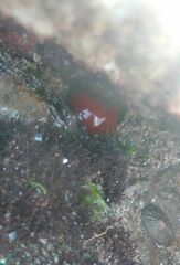 Actinia mediterranea