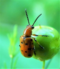 Crioceris duodecimpunctata