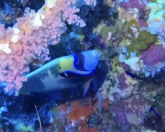 Pomacanthus imperator