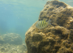 Abudefduf bengalensis