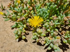 Malephora crassa