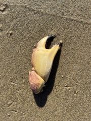 Metacarcinus anthonyi