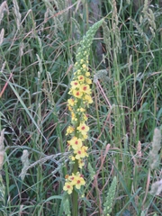 Verbascum nigrum