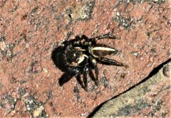 Evarcha denticulata